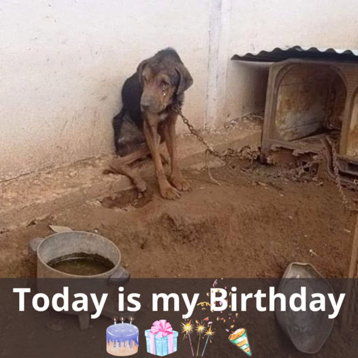 A Birthday Rescue: From Loneliness to Hope.dvh