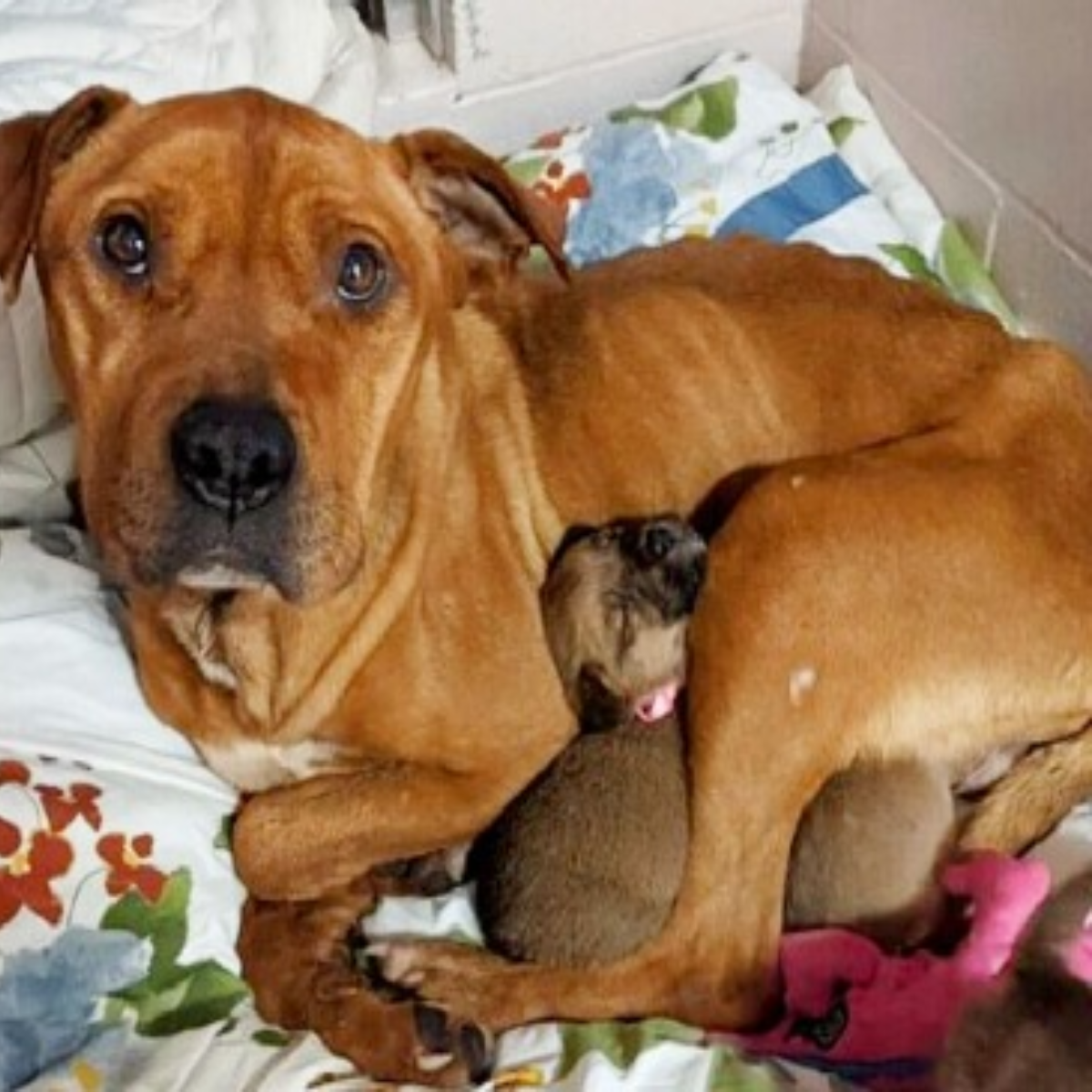 A Brave Mother Dog Braved Starvation and Freezing Cold for Months to Ensure Her Five Puppies Never Went Hungry ‎