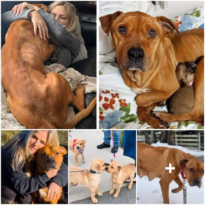 A Courageous Mother Dog Endured Harsh Starvation and Icy Cold for Months to Keep Her Five Puppies Well-Fed and Safe-pvth