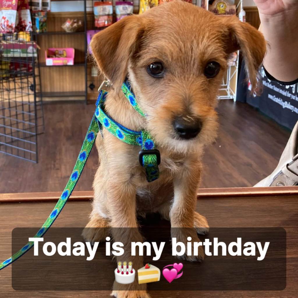 A Dog's Birthday Celebrated in Peaceful Solitude-pvth