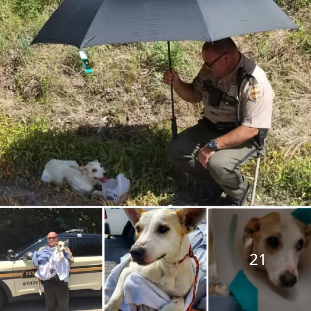 A Heroic Rescue! – State Police Officer Saves Dog with a Broken Pelvis from a Ditch – What an Incredible Journey to a New Home!dvh