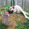 A Loyal Dog's Daily Vigil at Its Owner's Grave Touches Hearts Worldwide, Showcasing Unwavering Devotion.dlam