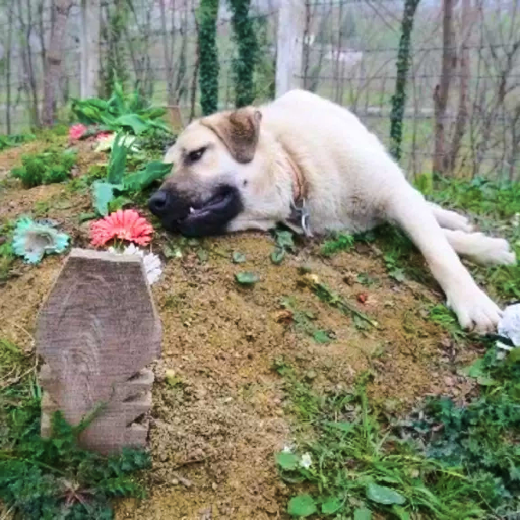 A Loyal Dog's Daily Vigil at Its Owner's Grave Touches Hearts Worldwide, Showcasing Unwavering Devotion.dlam