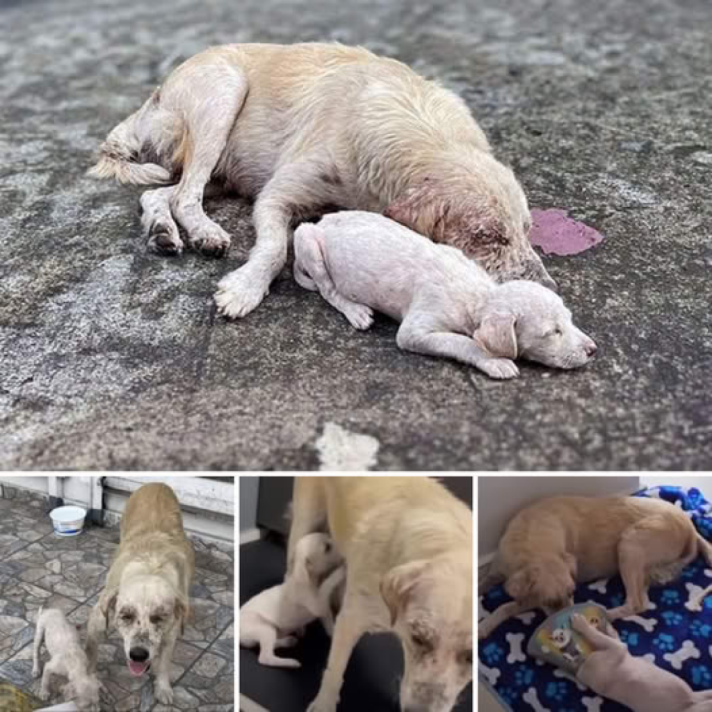 A Mother’s Love! The courageous dog, despite her weakness, fought fiercely to protect and care for her puppy, embodying the true strength of a mother’s heart.dvh