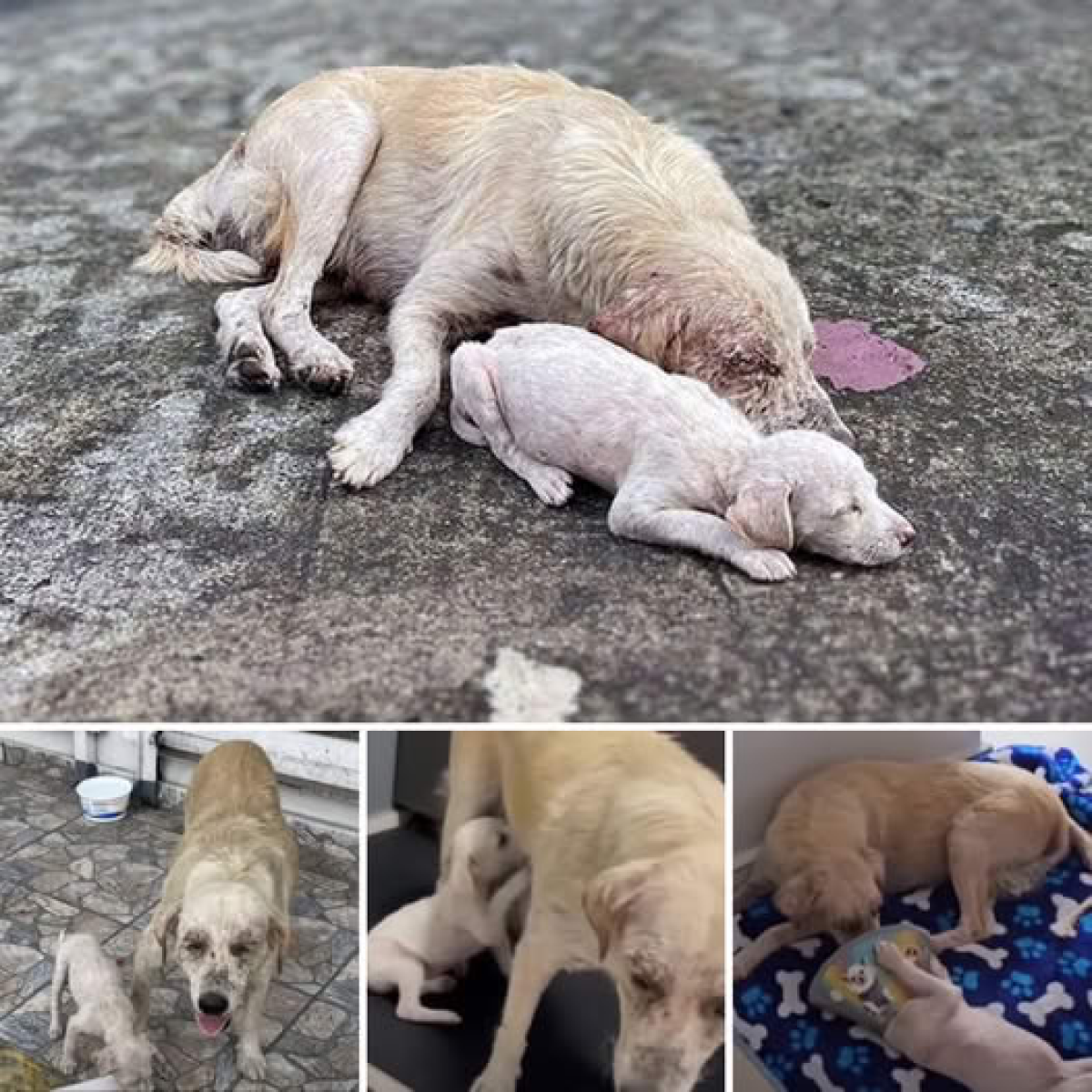 A Mother’s Love! The courageous dog, despite her weakness, fought fiercely to protect and care for her puppy, embodying the true strength of a mother’s heart.dvh