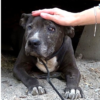 A Neglected Dog Finds Hope in Her Final Days.dlam