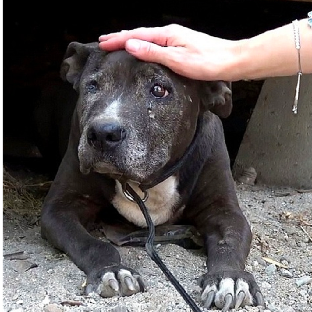 A Neglected Dog Finds Hope in Her Final Days.dlam