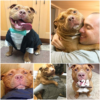 A Pitbull shows gratitude to his adopted family every day, expressing his appreciation with a variety of heartwarming smiles.dvh