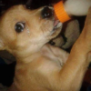 A Starving Dog's First Taste of Nourishment Sparks Resilience.dlam
