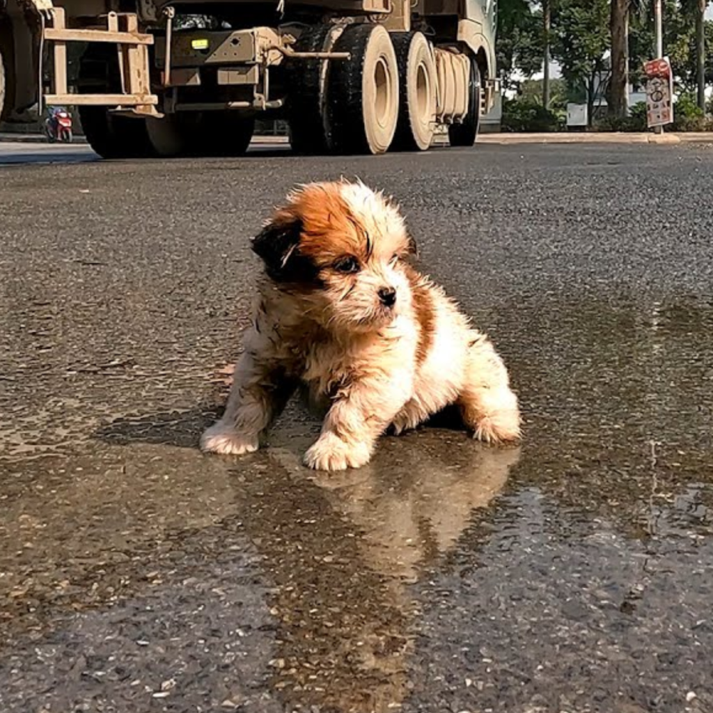 A Street Dog's Battle Leads to a Heartwarming Rescue