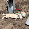 A abused dog was rescued after becoming entangled in an electric line on a major Kansas highway.