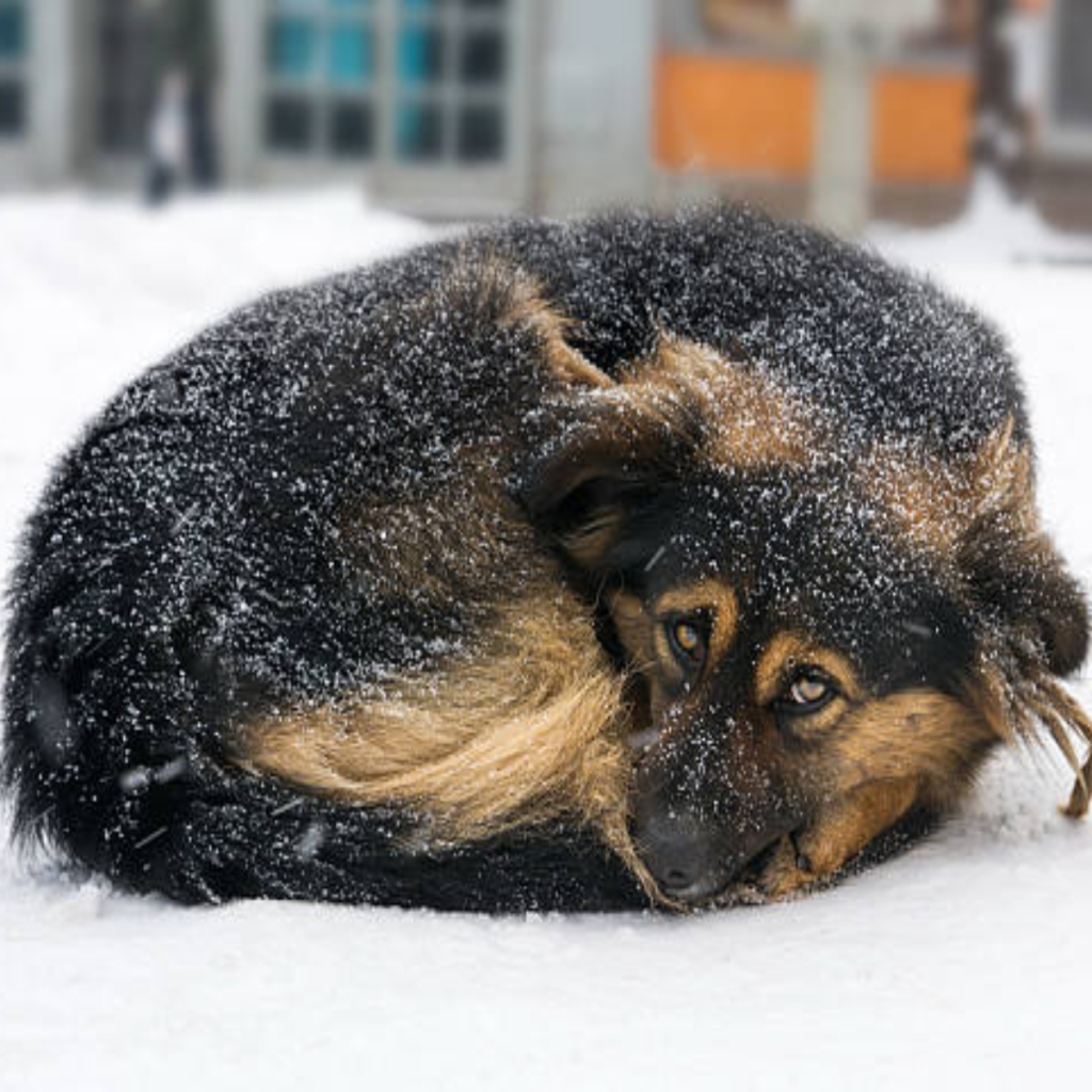 A dog is left on a chilly highway. When a couple sees it, they do the unimaginable!