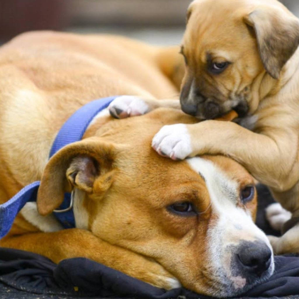 A dog sits in silence in an abandoned house until a good deed permanently changes his destiny.