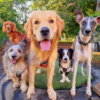 A guy provides kindness, care, and a loving, safe, and permanent home to 350 stray dogs.