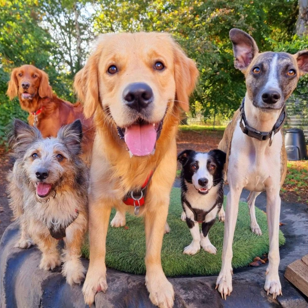 A guy provides kindness, care, and a loving, safe, and permanent home to 350 stray dogs.