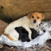 A heartwarming tale of a mother dog who completely to keep her puppies safe under a collapsing wall.