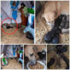 A homeless dog finds refuge in a nativity scene, giving birth to seven tiny puppies and adding a heartwarming touch to the holiday spirit.dvh
