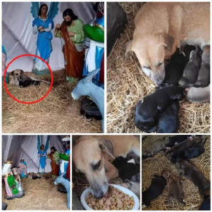 A homeless dog finds refuge in a nativity scene, giving birth to seven tiny puppies and adding a heartwarming touch to the holiday spirit.dvh