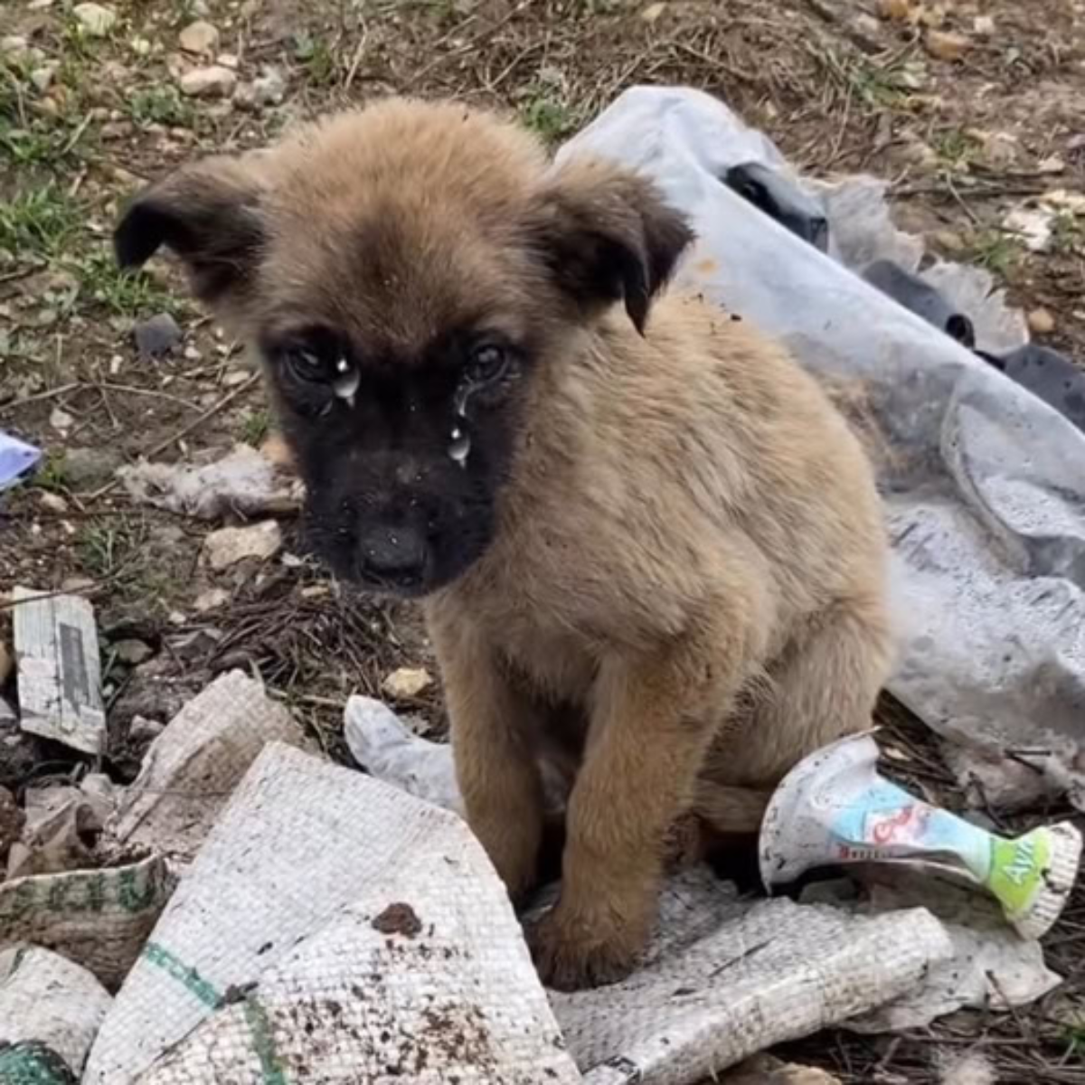 A lonely dog with limited chance of survival in a landfill