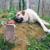 A loyal dog’s daily vigil at its owner’s grave moves hearts worldwide, embodying devotion beyond words.thaolv