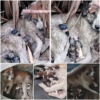 A mother dog fights tirelessly to keep her puppies alive, pouring all her strength into the struggle with no help in sight.dvh