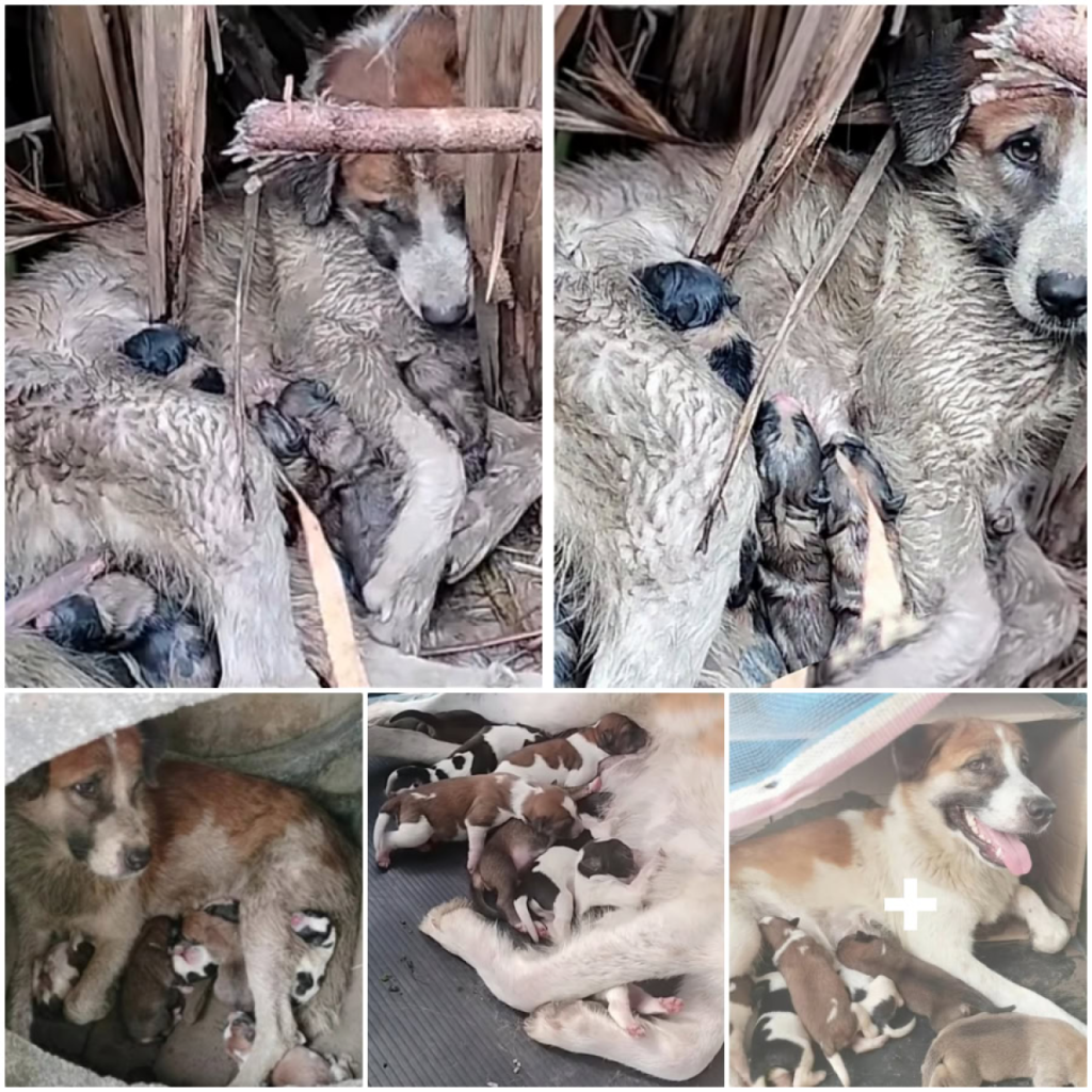 A mother dog valiantly fights to protect her puppies, tirelessly giving her all to keep them alive despite having no help-pvth