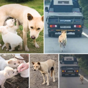 A mother dog's unwavering love is evident as she runs tirelessly after the truck carrying her rescued puppies, a heartfelt moment that has moved millions to tears-pvth