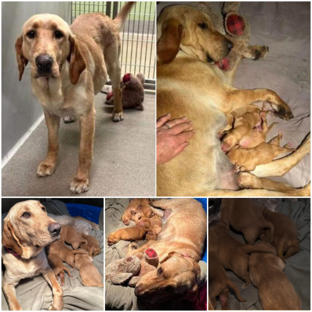 A pregnant dog is left abandoned, tied to a fence outside the shelter, clutching her cherished blanket for comfort-pvth