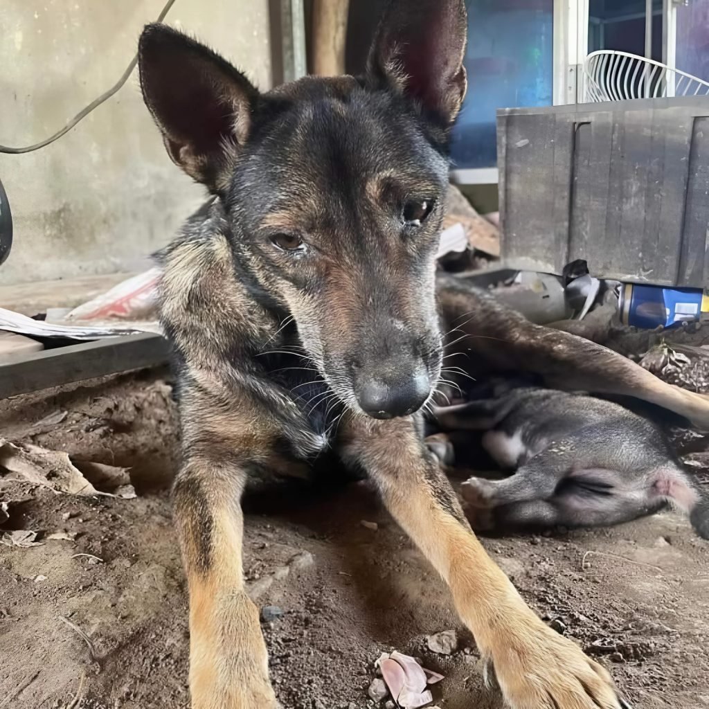 A sick puppy was abandoned and left to suffer under the scorching sun by his owner.