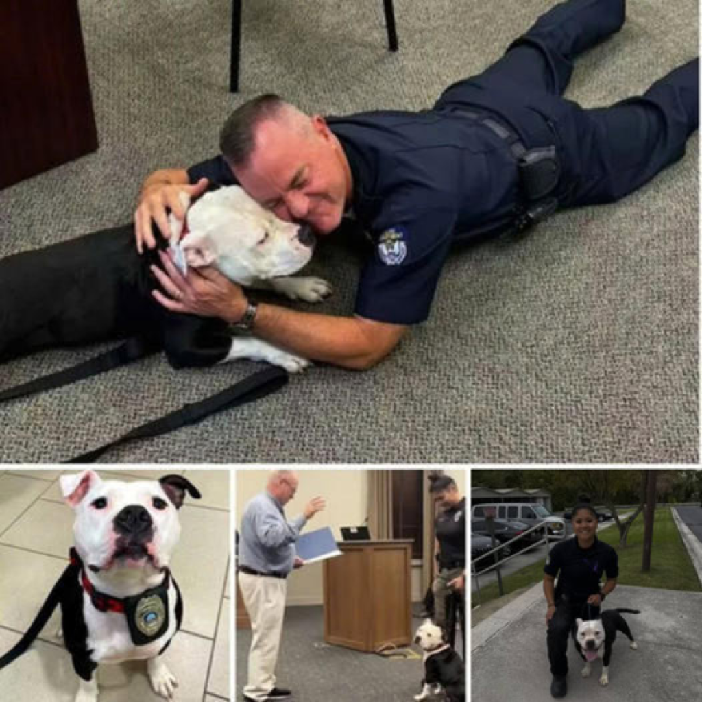 A stray dog drops by the police department for a day and ultimately becomes a permanent resident.dvh