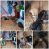 A stray dog seeks shelter in a Christmas display, bringing seven precious puppies into the world and filling the holiday season with extra warmth.dvh