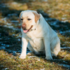 A stray dog with a huge belly finds a new family because it needs a home.