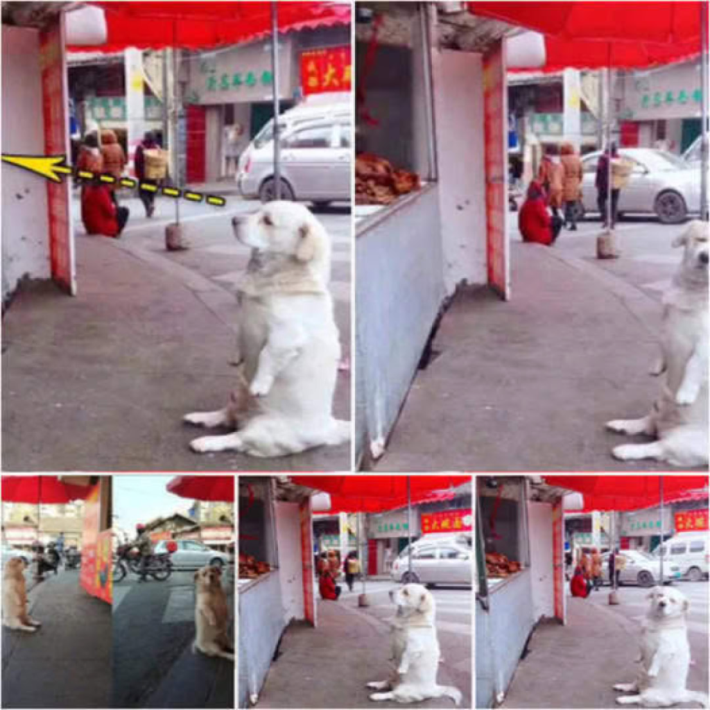 A stray puppy captures hearts as he patiently waits outside a bakery, his longing eyes fixed on a loaf of bread, touching the souls of everyone who sees him-pvth