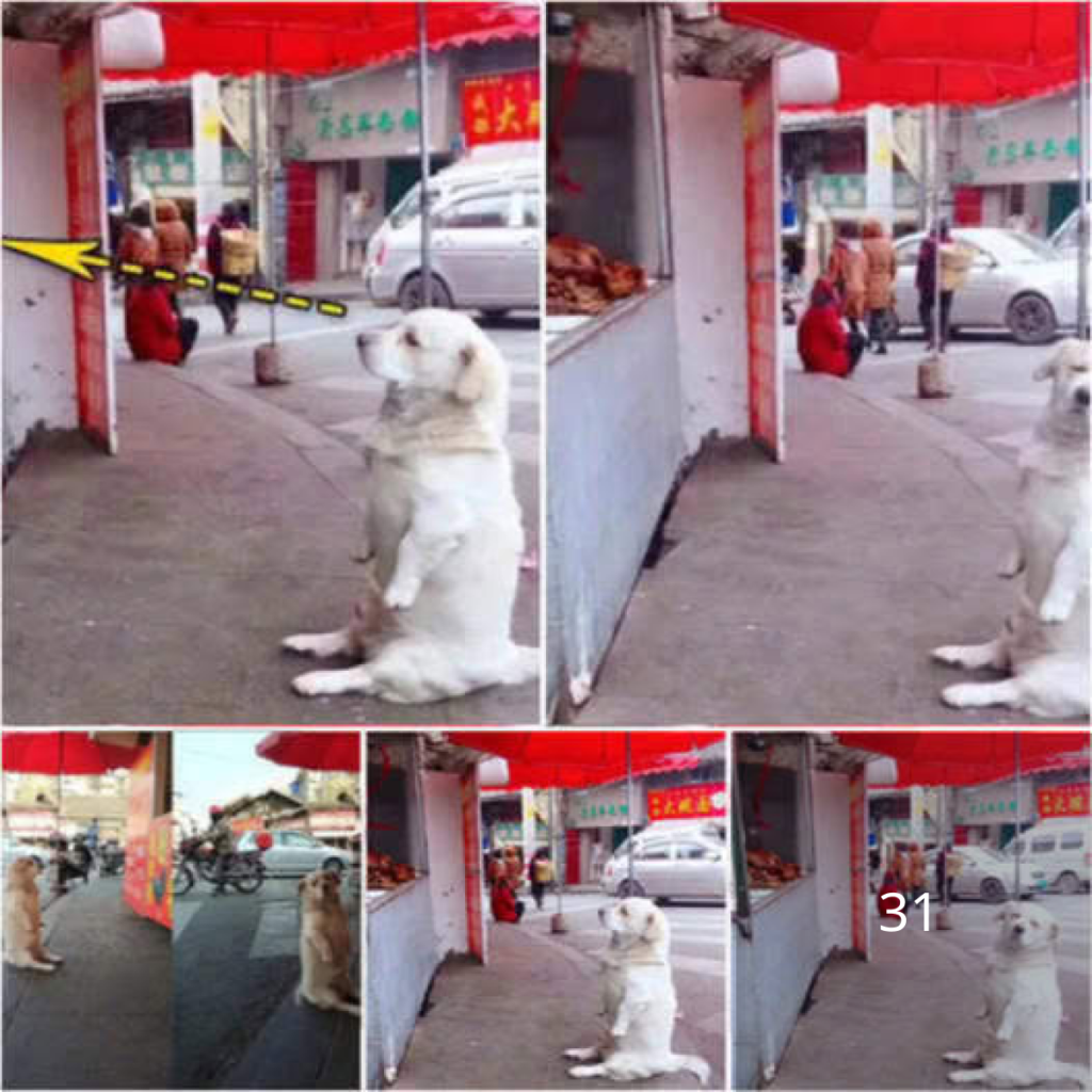 A stray puppy melts hearts as he sits quietly by a bakery, his hopeful eyes fixed on a warm loaf of bread, winning over everyone who passes by.dvh