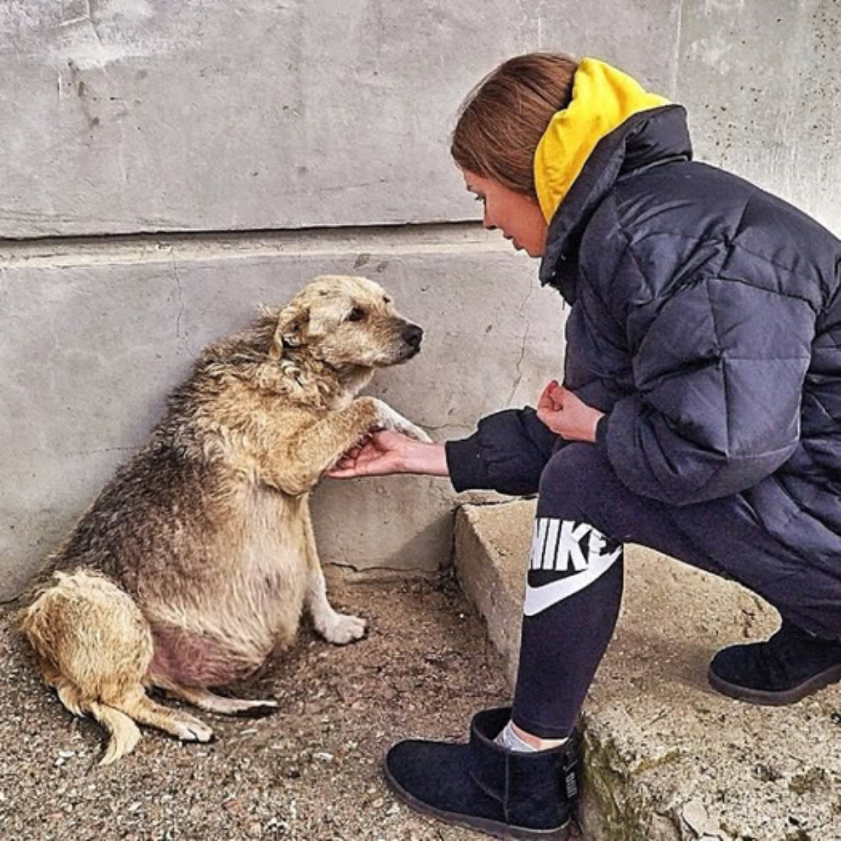 A street dog clutched my hand, her eyes brimming with silent pleas for help, a poignant reminder of her struggle and resilience.