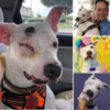 A three-legged dog happily wags his tail, proving that true resilience comes from hope, determination, and a heart full of love-pvth