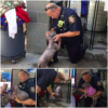 A touching moment unfolds as a firefighter carefully holds an injured stray cat he rescued from a dangerous situation, bringing a sense of warmth and compassion to all who witness it-pvth