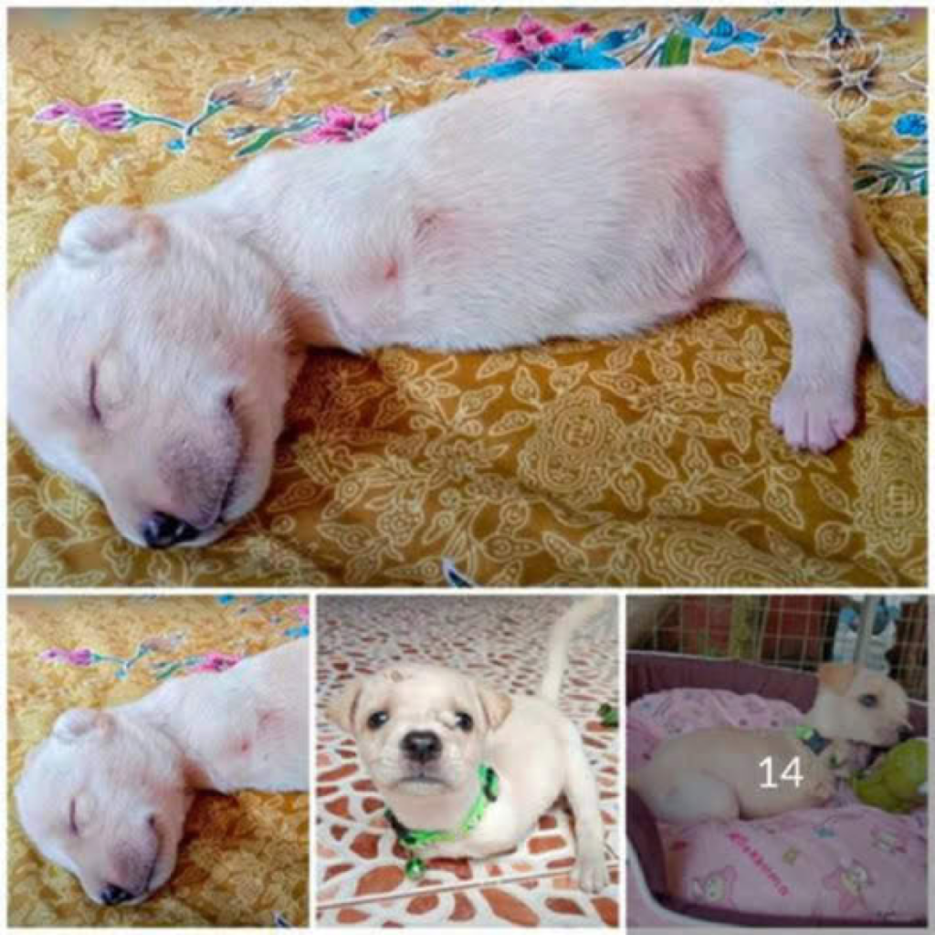 A touching story unfolds as an abandoned puppy with a crooked tail finds a forever family, bringing joy and a new beginning to his life-pvth