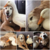 A touching tale emerges as a Labrador and a stray kitten develop an inseparable bond, showcasing the pure essence of friendship and capturing hearts around the world-pvth