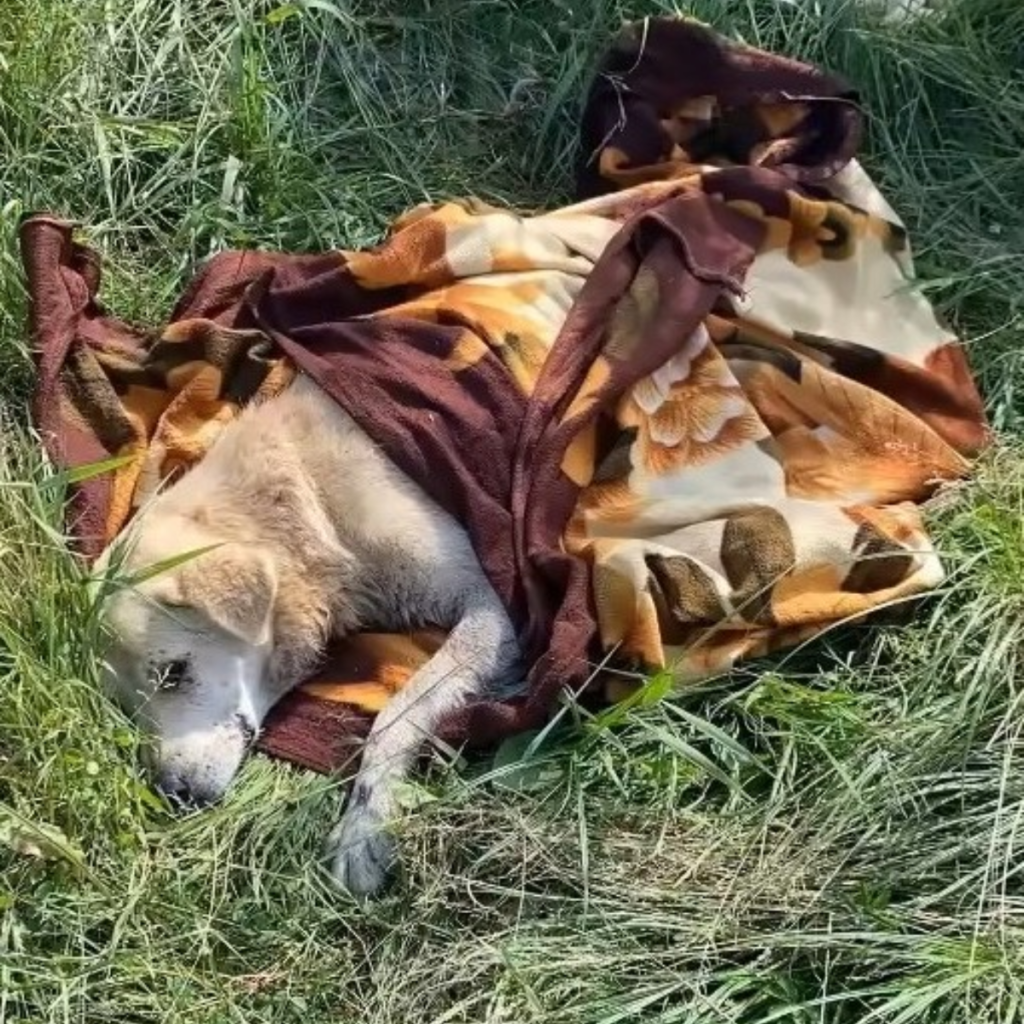 A touching tale of bravery and charity is The Heartwarming Journey of a Paralyzed Dog Rescued from a River.