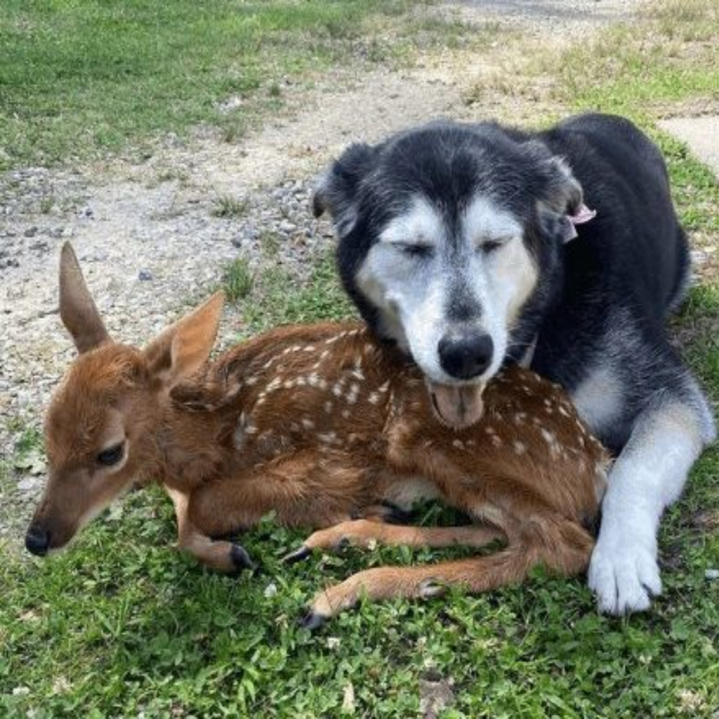 A touching video shows a kind dog caring for a sick newborn deer that was discovered on his owner's ranch.