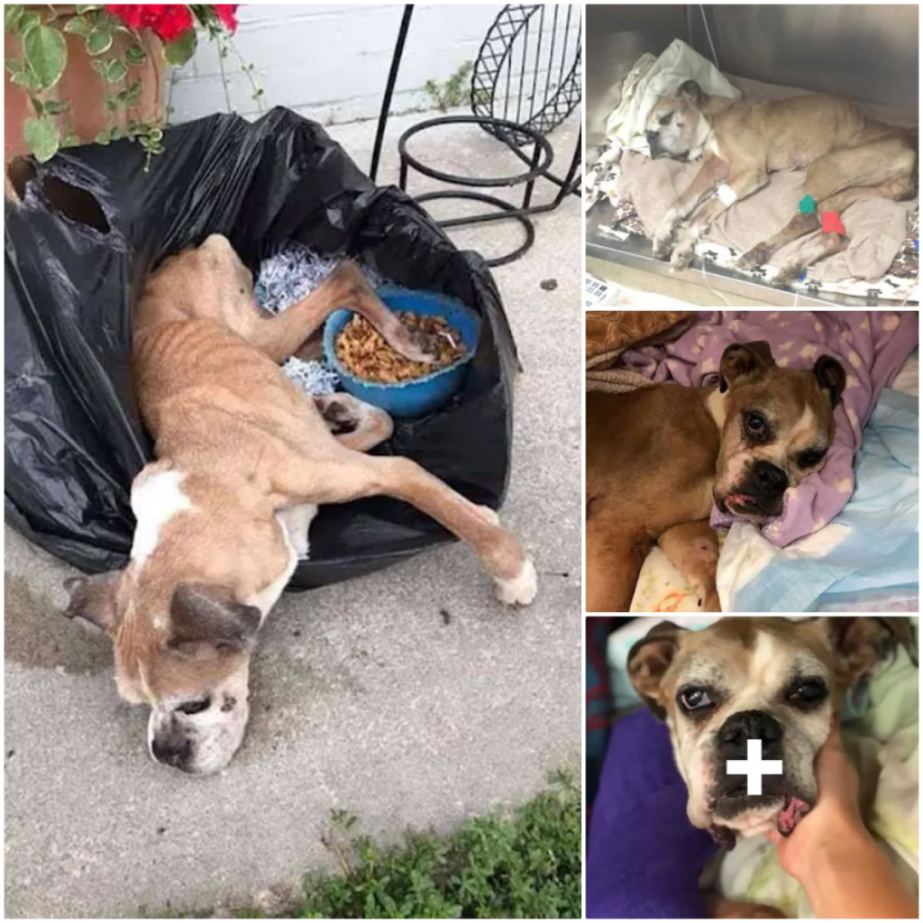 Abandoned and Ailing: Boxer Found in a Trash Bag Outside Shelter Moves Rescuers to Tears-pvth