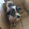 After 10 Years of Devotion, Annie Was Heartlessly Abandoned Like Trash by Her Owner.dvh