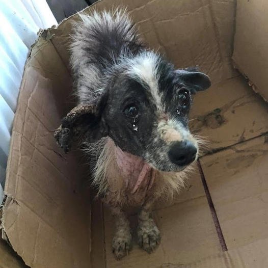 After 10 Years of Devotion, Annie Was Heartlessly Abandoned Like Trash by Her Owner.dlam