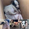 After being abandoned by her owner, the sad puppy felt lost and alone—yet little did she know, her luck was about to take a wonderful turn! A joyful surprise was waiting for her!dvh