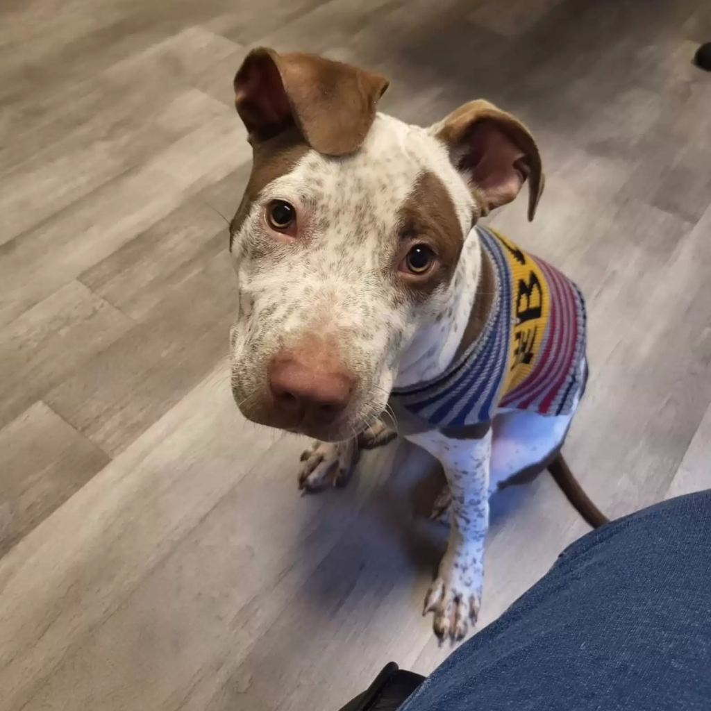 After being abandoned in the woods with nothing, a dog waits for someone to come see him.