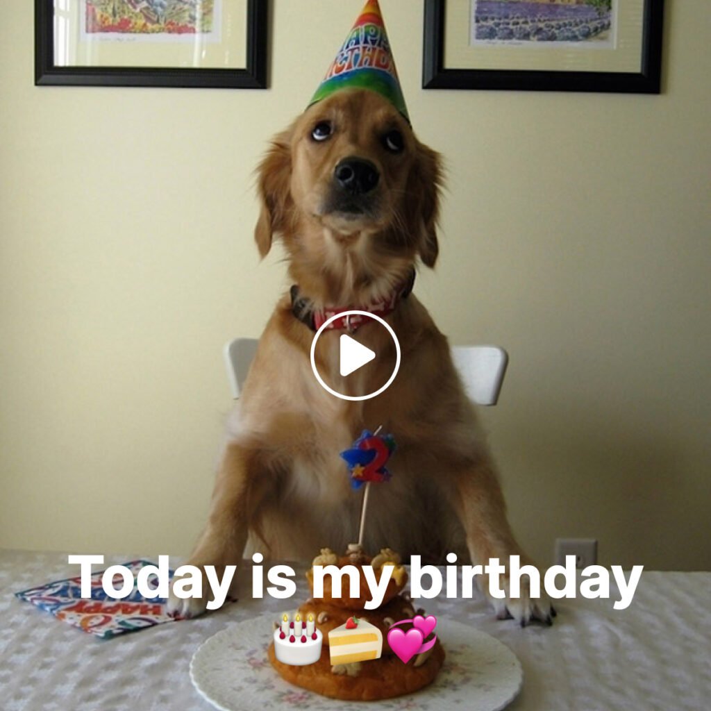 Alone but Not Lonely: A Tail-Wagging Birthday for One