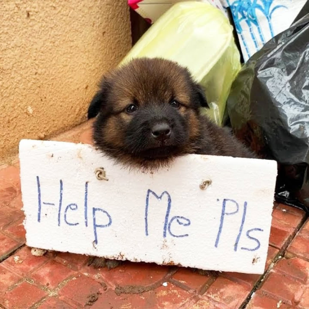 An Abandoned Puppy's Plea for Compassion in a Cold World -pvth