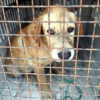 An Incredible Adventure with a Cute Puppy by a Courageous Police Officer