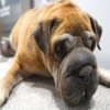 An Insightful Account of a Shar Pei's Struggle with Face Swelling